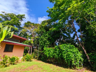 Kosta Rika 'da orman bahçesi kaçışı