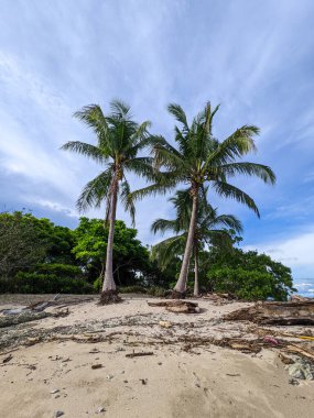 Kosta Rika 'da tropikal plajda palmiye ağaçları