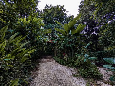 Ormanın tropik bahçesi, bali, Endonezya
