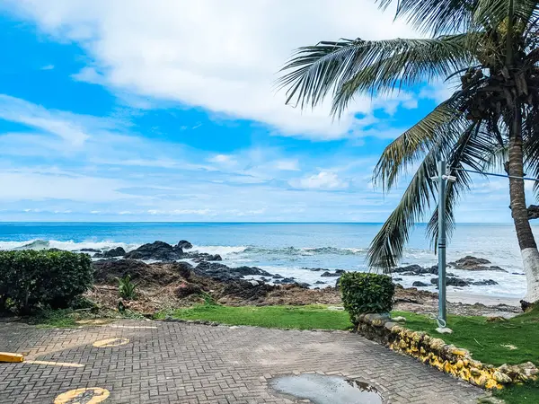 Kumsal ve deniz, güneşli bir günde palmiye ağaçları...