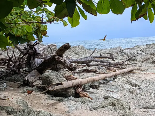Sahilde hindistan cevizi ağaçları ve küçük tropikal kuşların uçtuğu tropikal bir ada.