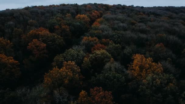 Luchtfoto Drone View Autumnal Fall Tree Top Canopy Het Verenigd — Stockvideo