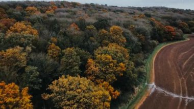 Birleşik Krallık 'taki güz güz ağaçlarının 4k hava aracı görüntüsü