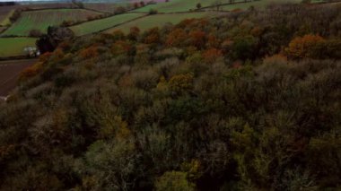 Birleşik Krallık 'taki güz güz ağaçlarının 4k hava aracı görüntüsü
