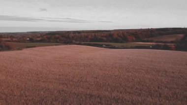Güzel sonbahar manzarası, doğa ve seyahat. Ağaçlar ve ormanlarla dolu sonbahar manzarası. Hava aracı görüntüsü. Rutland Ormanı Wakerley Ormanı. 4k. 
