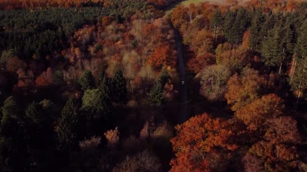 Herfst Bos Het Najaar Herfstlandschap Met Bomen Bos Luchtdrone Zicht — Stockvideo