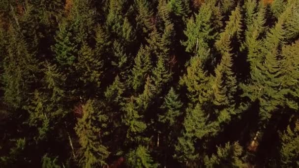 Herfst Uitzicht Het Bos Van Boven Herfstlandschap Met Bomen Bos — Stockvideo