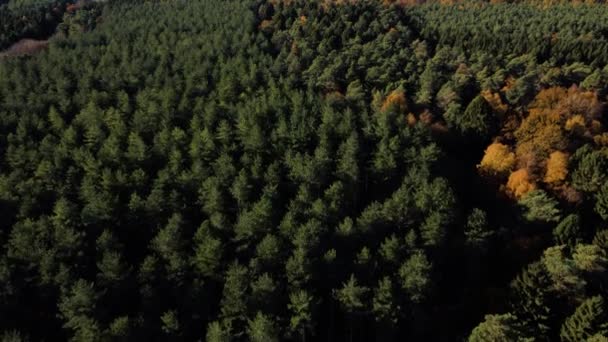 Herfst Bos Luchtfoto Drone Uitzicht Herfstlandschap Met Bomen Bos Luchtdrone — Stockvideo