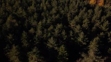 Sonbahar ormanının hava manzarası. Ağaçlar ve ormanlarla dolu sonbahar manzarası. Hava aracı görüntüsü. Rutland Ormanı Wakerley Ormanı. 4k. 