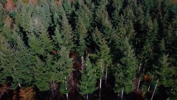Prachtig Uitzicht Vanaf Drone Herfstbos Herfstlandschap Met Bomen Bos Luchtdrone — Stockvideo