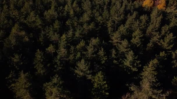 Luchtfoto Van Het Herfstbos Herfstlandschap Met Bomen Bos Luchtdrone Zicht — Stockvideo