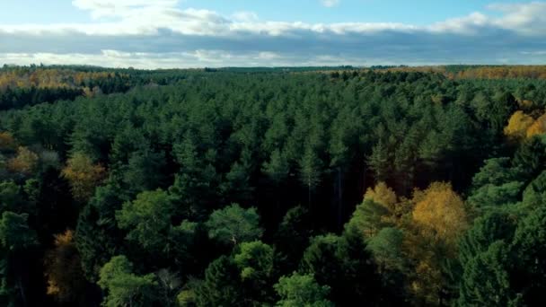 Όμορφη Θέα Του Φθινοπώρου Φθινόπωρο Τοπίο Δέντρα Και Δάση Αεροφωτογραφία — Αρχείο Βίντεο