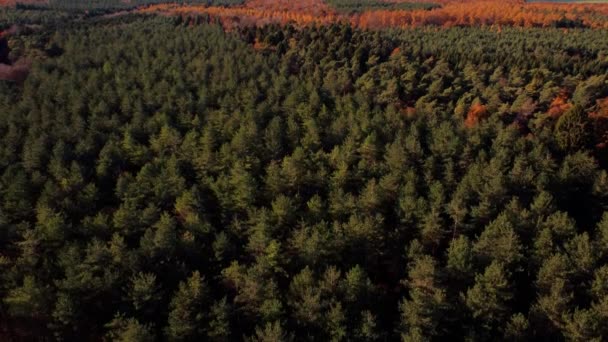 Φθινοπωρινό Τοπίο Δέντρα Στο Δάσος Φθινόπωρο Τοπίο Δέντρα Και Δάση — Αρχείο Βίντεο