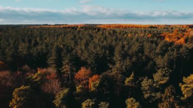 Sonbahar mevsiminde ormanda sonbahar renkleri. Ağaçlar ve ormanlarla dolu sonbahar manzarası. Hava aracı görüntüsü. Rutland Ormanı Wakerley Ormanı. 4k. 