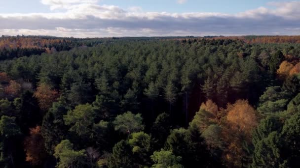 Όμορφο Φθινοπωρινό Τοπίο Στο Δάσος Φθινόπωρο Τοπίο Δέντρα Και Δάση — Αρχείο Βίντεο
