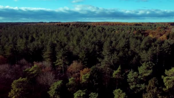Prachtig Bos Met Bomen Groene Herfstbladeren Herfstlandschap Met Bomen Bos — Stockvideo