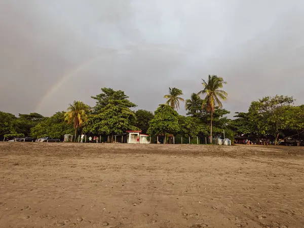 Büyük palmiye ağaçları olan güzel bir sahil.