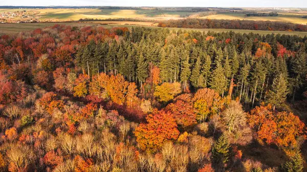 Ağaçlar ve ormanlarla dolu renkli sonbahar manzarası