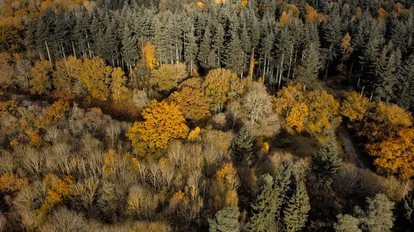 Sarı yapraklı sonbahar ormanı
