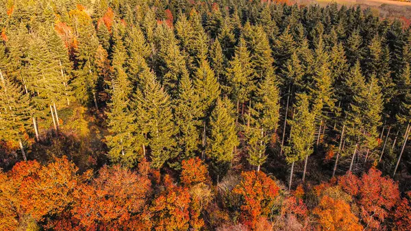 Sonbahar mevsiminde ormandaki hava manzarası
