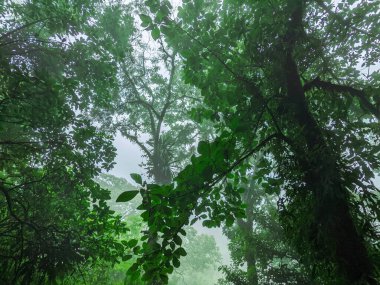 Ağaçta yağmur damlaları