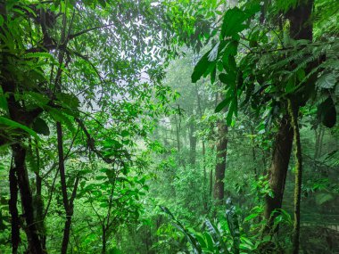 Ağaçları ve yeşil ormanları olan tropik bir orman.