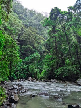 Ormanda güzel bir şelale
