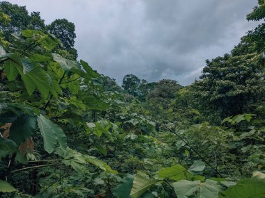 Kosta Rika 'da tropikal yağmur ormanları