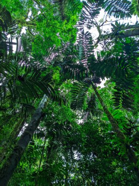 Yeşil orman arka planı. Orman. tropikal orman.