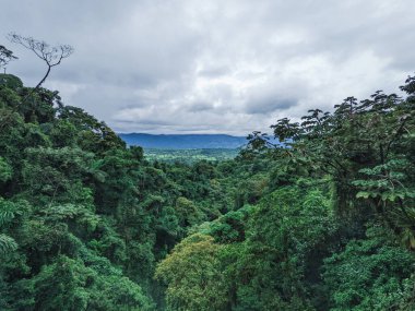 Tayland 'daki ormanın güzel manzarası