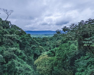 Tepeden ormana tropikal ormanın manzarası.
