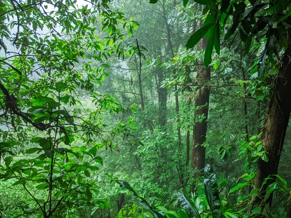 rain forest, rain forest in thailand