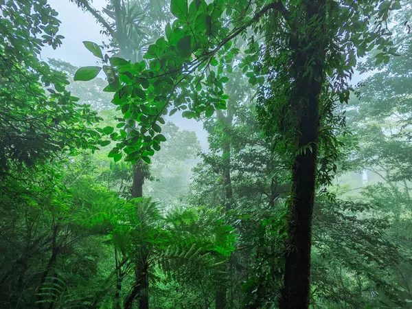 tropical rain forest in rainy day, rain rain, thailand.