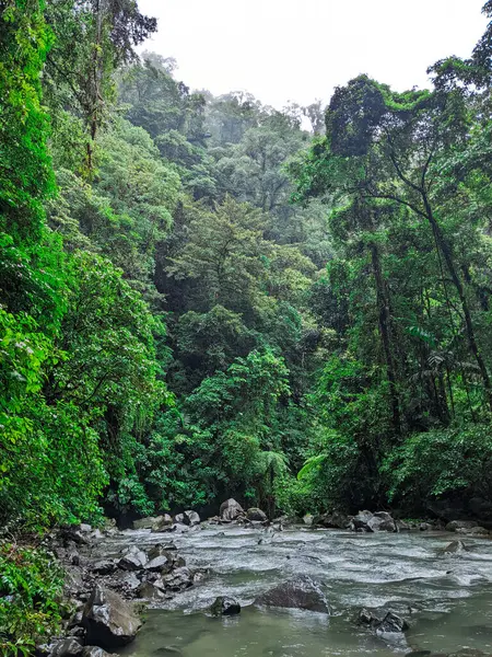 Ormanın güzel manzarası