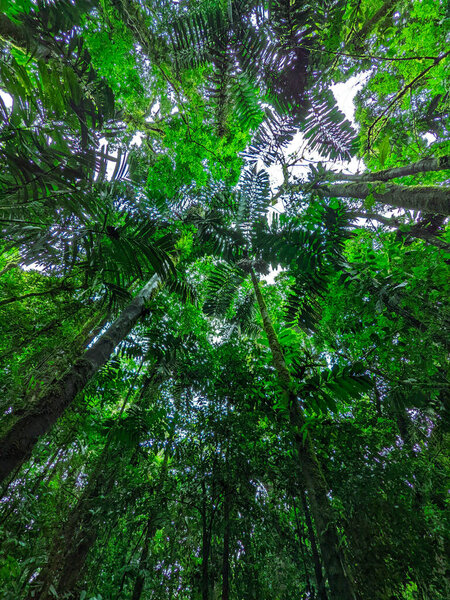 зеленый лес утром