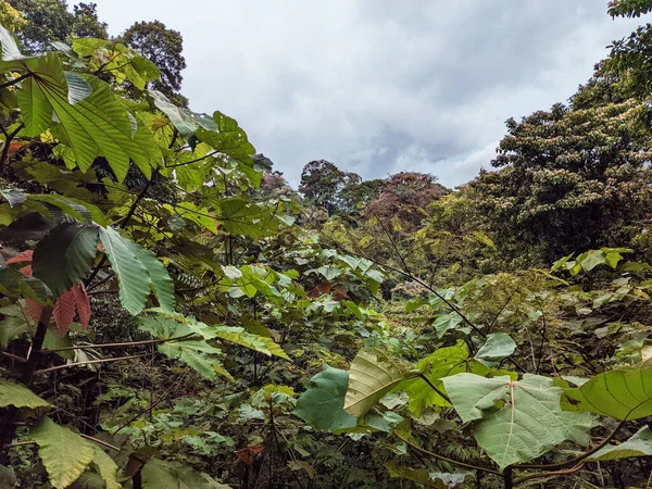 Kosta Rika 'nın yeşil tropikal ormanları. yüksek kaliteli fotoğraf
