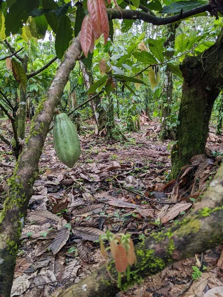 cocoa plantation in the rica