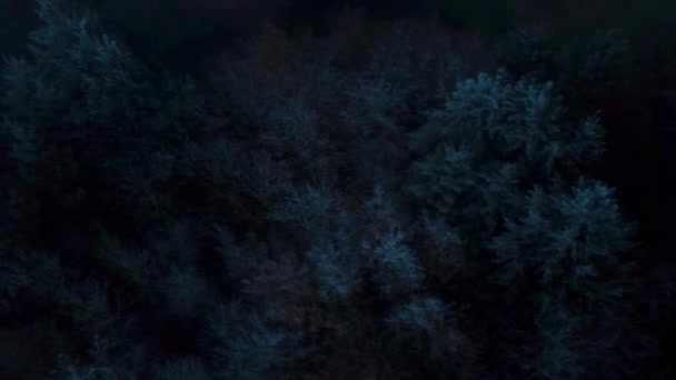 Ngiltere Rutland Sisli Kış Ormanı — Stok video