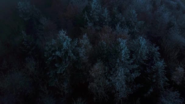 Зимовий Крижаний Ліс Тумані Англії Великобританія — стокове відео