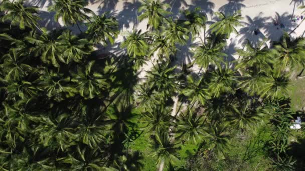 Luftaufnahme Einer Umfassenden Landschaft Aufgenommen Über Der Coconut Beach Bay — Stockvideo