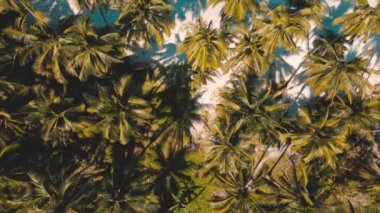Palawan, Filipinler 'deki Coconut Sahili' nin 4k genişliğindeki hava manzarası. Güzel tropik plajlar, mangrovlar, turkuaz sular, hindistan cevizi kaplı plajlar.. 