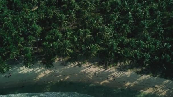 フィリピンのパラワンにあるココナッツビーチベイで撮影された4Kの空中ビュー 美しい風光明媚なトロピカルビーチ マングローブ ターコイズウォーター ココナッツライニングビーチ — ストック動画