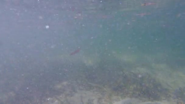 Mergulho Snorkel Entre Recifes Tropicais Vibrantes Baloiços Largo Costa Das — Vídeo de Stock