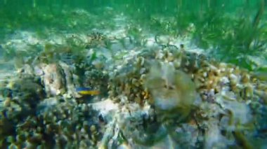 Canlı tropikal resifler ve Filipinler açıklarında sallanan martılar arasında şnorkelle yüzmek. Kristal berrak sular ve renkli deniz yaşamı.