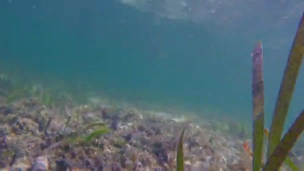 Šnorchlování Mezi Pulzujícími Tropickými Útesy Kolébání Mořských Řas Pobřeží Filipín — Stock video