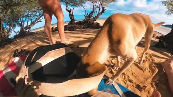 Hund Nähert Sich Einem Touristen Für Aufregung Auf Den Philippinen — Stockvideo