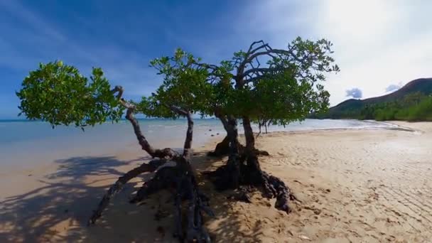 Кружляючий Знімок Самотньої Мангрової Кістки Пляжі Філіппінах — стокове відео