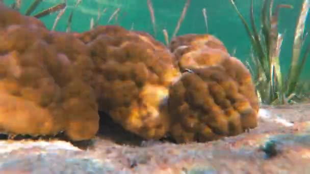 Esnórquel Entre Arrecifes Tropicales Vibrantes Pastos Marinos Balanceándose Frente Costa — Vídeo de stock