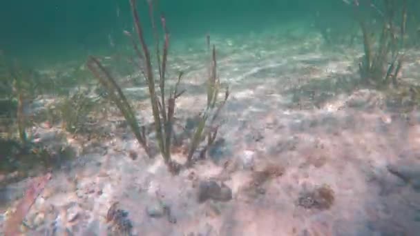 活気に満ちた熱帯サンゴとフィリピンの海岸から海草を揺るがすスノーケリング クリスタルクリア水とカラフルな海洋生物 — ストック動画