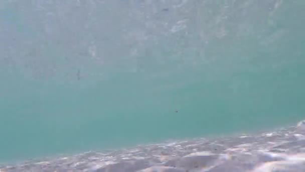 Snorkeling Tra Vivaci Scogliere Tropicali Ondeggianti Alghe Largo Delle Coste — Video Stock